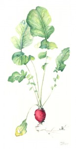Cherrybell
