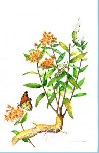 Butterfly-Weed