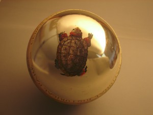 Wood Turtle, a rate species in the Park