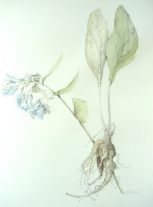 bluebell