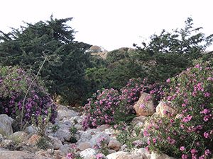 oleander-wadi