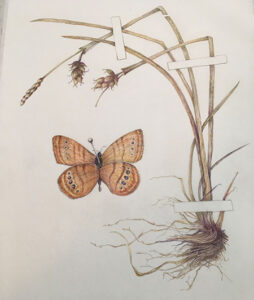 Mitchell-satyr-butterfly