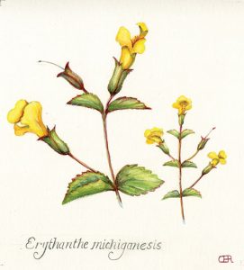 Monkey-Flower
