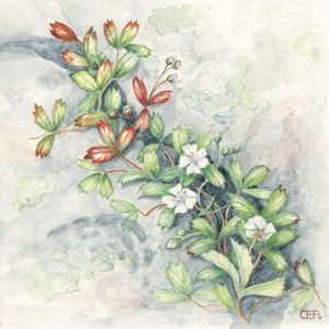 Shrubby-Five-Finger-Cinquefoil