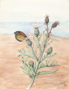 pitchers thistle