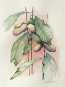 American Pawpaw (Asimina tribola)