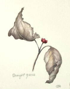 Dogwood in Drought