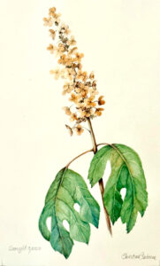 Oak Leaf Hydrangea